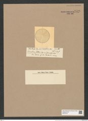 Coscinodiscus stellaris Roper. (de-Toni-Nr.: Genus 202, Species 4940) Zeichnungen Sammlung Grunow Nr. 8526 (NHMW-BOT-W0378154)